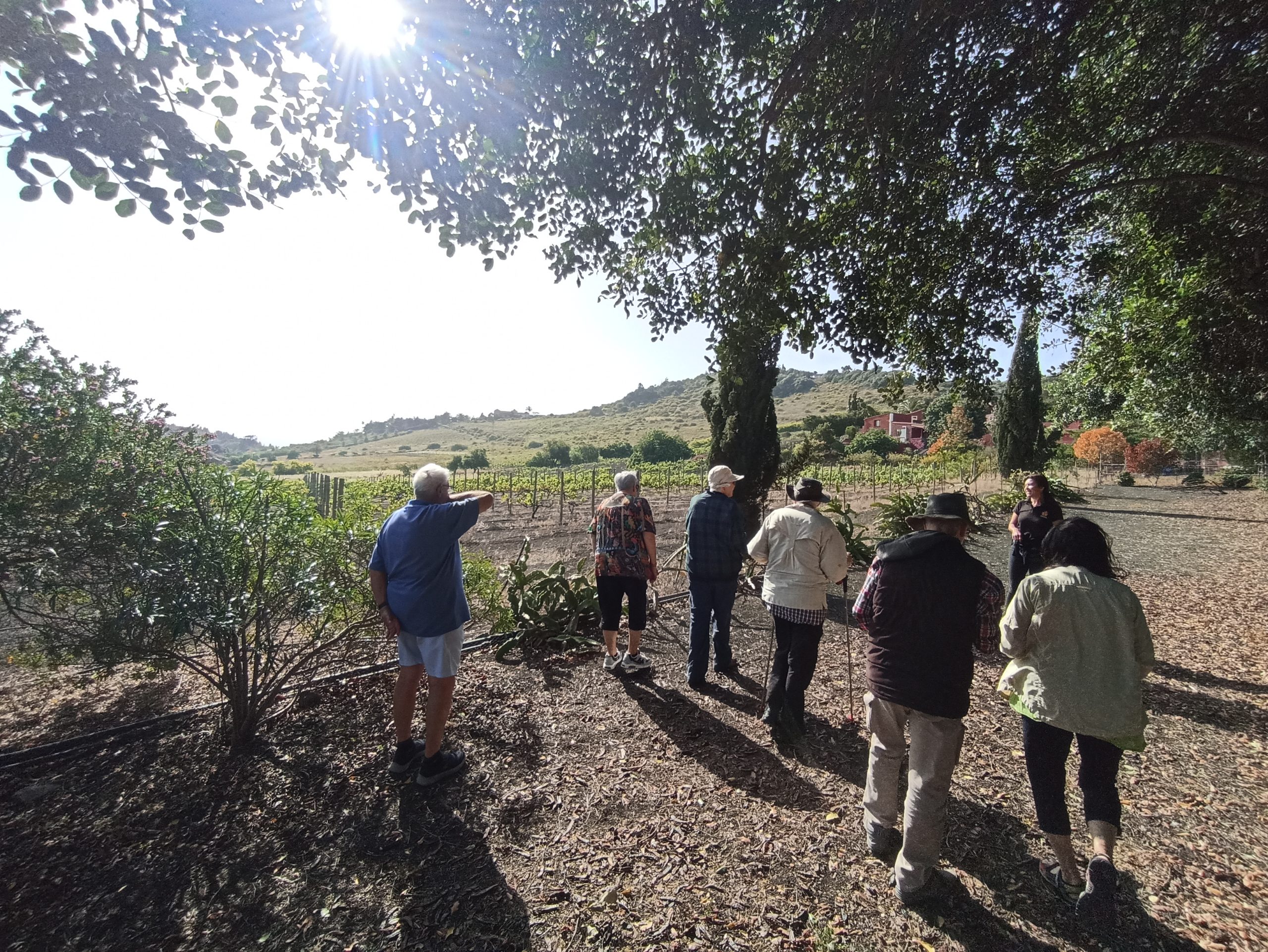Blick_Gran_Canaria_private_tour_and_excursions_volcanoes_and_wine_tour_bodegas_san_juan_vineyards_gran_canaria