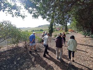 Blick_Gran_Canaria_private_tour_and_excursions_volcanoes_and_wine_tour_bodegas_san_juan_wineyard_shore_excursions