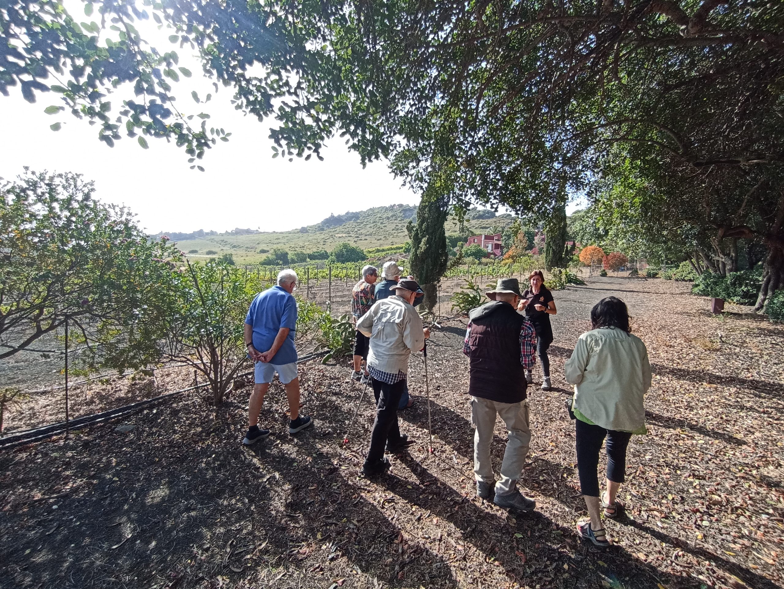 Blick_Gran_Canaria_private_tour_and_excursions_volcanoes_and_wine_tour_bodegas_san_juan_wineyard_shore_excursions