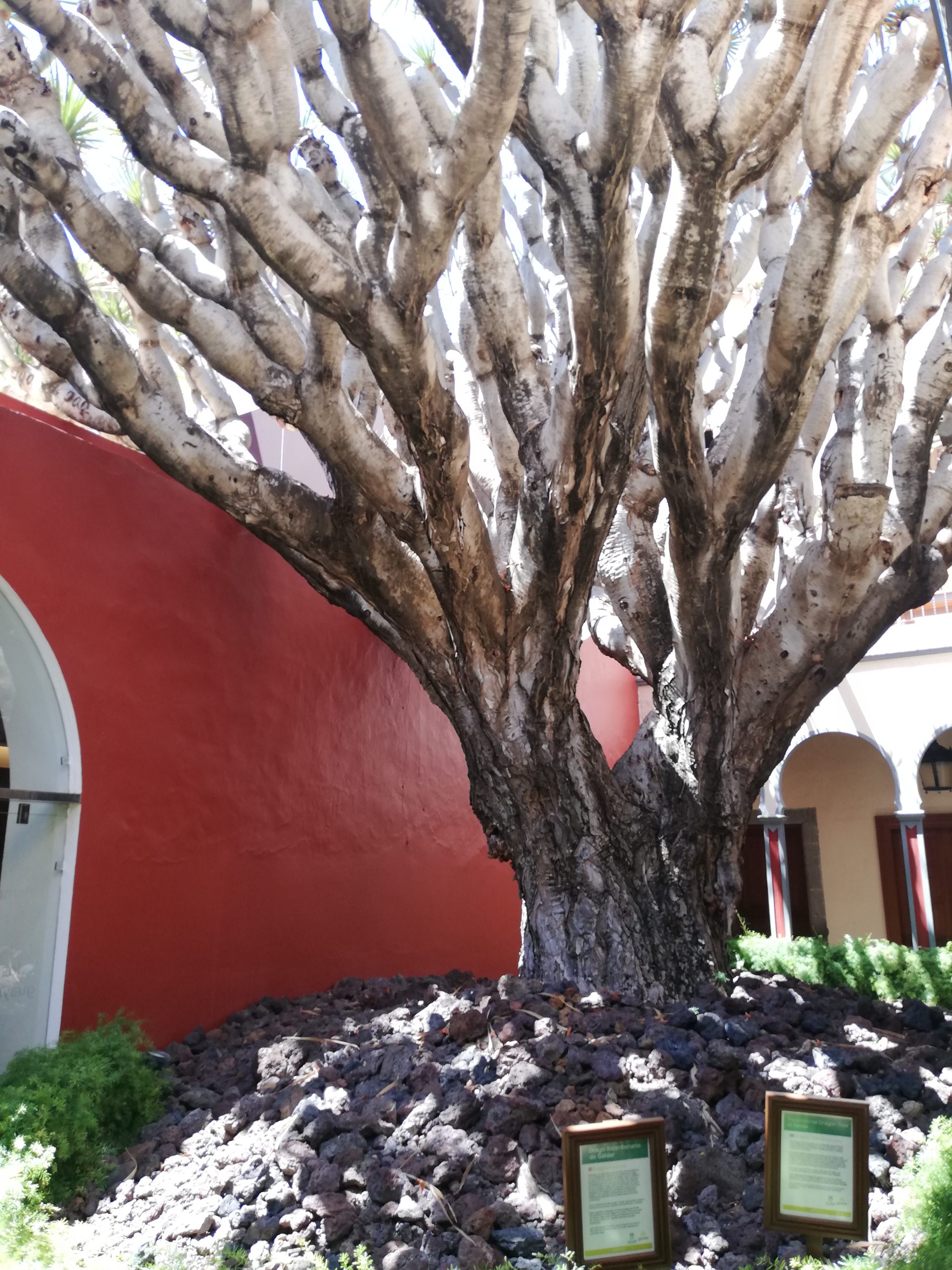 Blick_Gran_Canaria_private_tour_excursions_Gáldar_Dragon_tree_gran_canaria